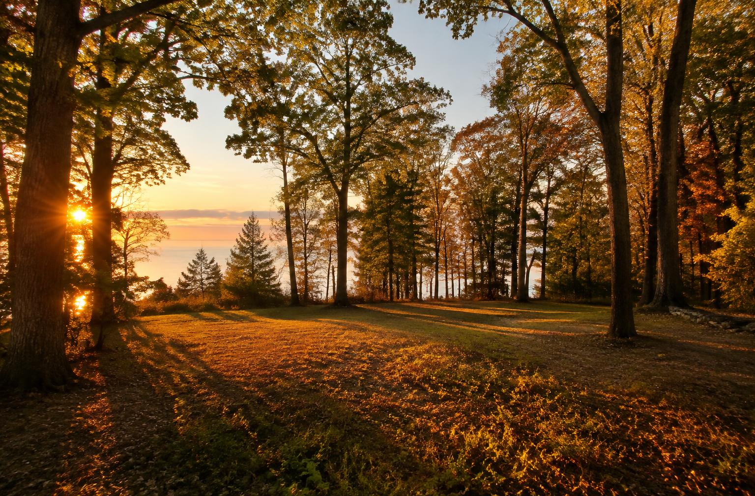 A private wooded lot at golden hour